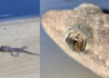 Mate 50 series real tele macro picture example