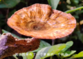 Pictures captured by Huawei Mate 50 Series XMAGE