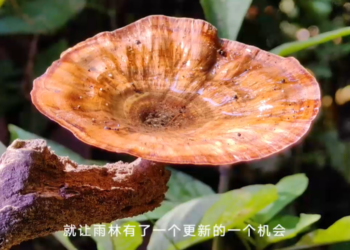 Pictures captured by Huawei Mate 50 Series XMAGE